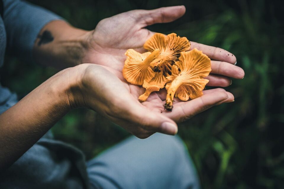 Crescimento do uso de Cogumelos Medicinais no Brasil