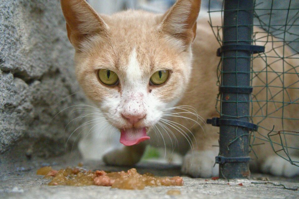 Alimentação Natural para Gatos: Desvende os Benefícios e Aprenda a Começar com Segurança — alimentação natural para gatos ben