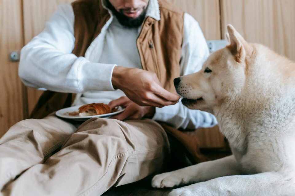 Alimentação Saudável para Cães de Pequeno e Médio Porte: O Guia Definitivo para Longevidade e Bem-Estar — alimentação saudáve