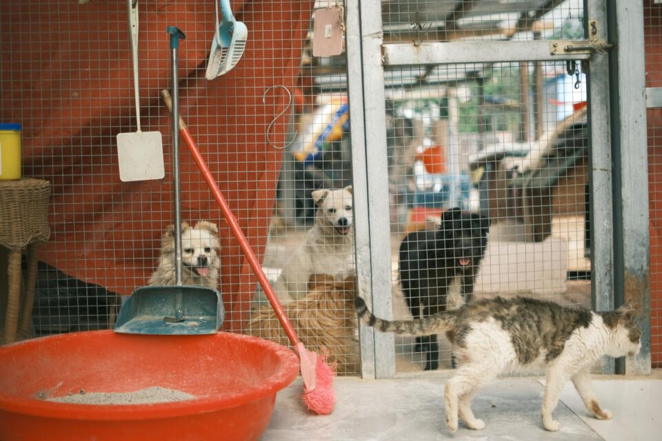 Como Adotar Animais de Estimação de Forma Responsável no Brasil: Um Guia Completo para um Lar Consciente — como adotar animai