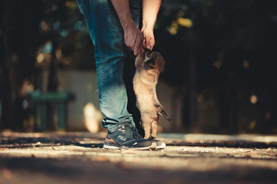 Guia Definitivo: Como Cuidar de um Filhote de Cachorro nos Primeiros Meses de Vida — como cuidar de um filhote de cachorro no