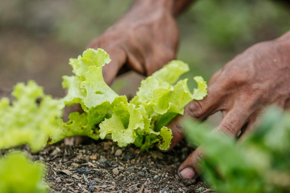 Horta em Apartamento: O Guia Definitivo para Cultivar de Forma Simples e Econômica — como cultivar horta em apartamento de fo