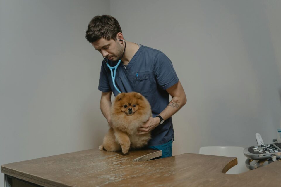 Guia Definitivo: Como Escolher o Melhor Veterinário para o Seu Pet com Confiança e Segurança — como escolher o melhor veterin