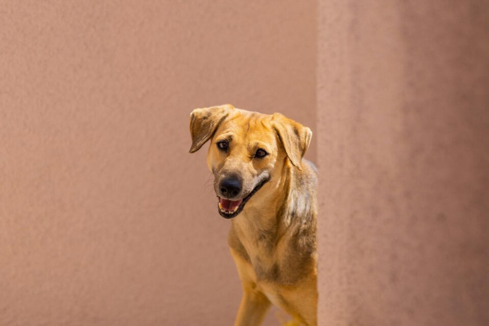 Como Socializar um Cachorro Tímido: O Guia Completo para Interação com Animais e Pessoas — como socializar um cachorro tímido