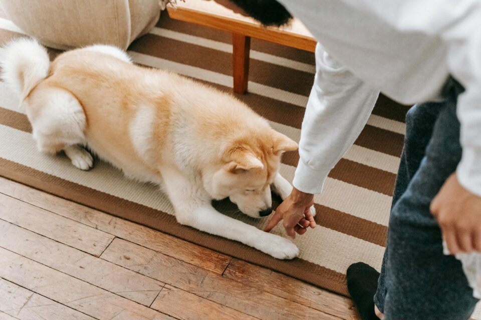 Guia Definitivo: Como Treinar um Cachorro em Casa com Reforço Positivo e Autoridade — como treinar um cachorro em casa com re