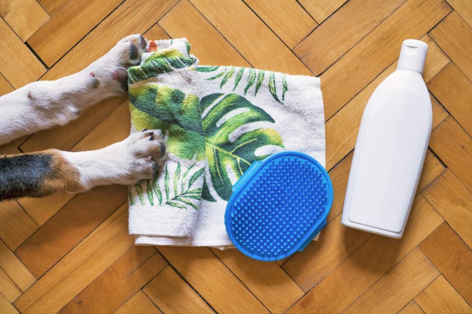 Dicas de Higiene e Banho para Cães em Casa: O Guia Definitivo para um Pet Feliz e Sem Estresse — dicas de higiene e banho par