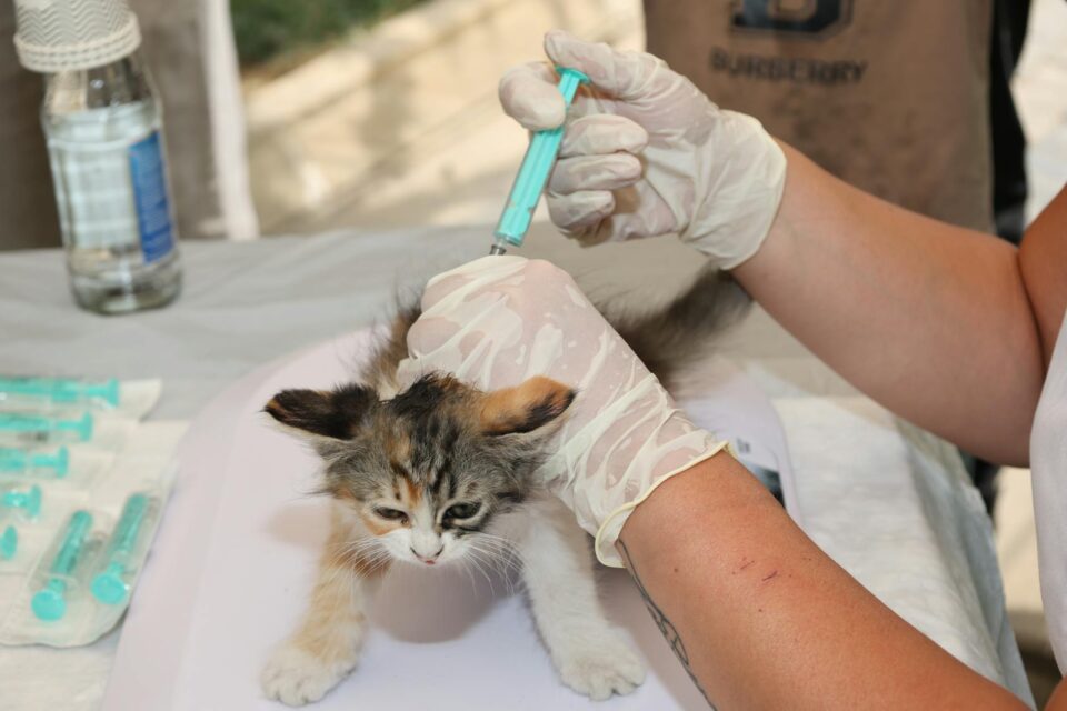 Guia Completo de Vacinação para Cães e Gatos no Brasil: Proteja Seu Pet com Saúde e Responsabilidade — guia completo de vacin