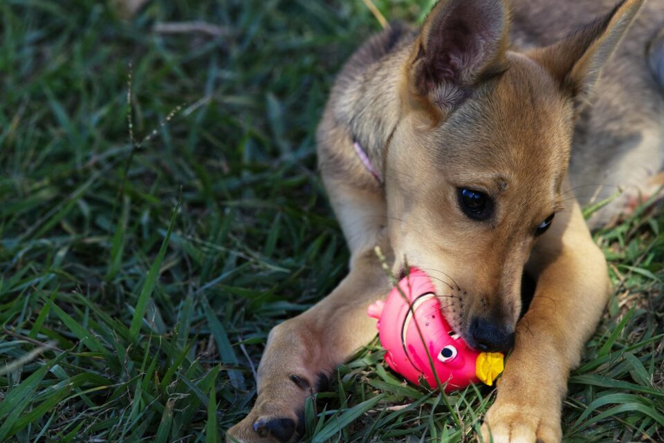 Os Melhores Brinquedos para Manter o Cachorro Entretido em Casa: Guia Definitivo para um Pet Feliz e Saudável — melhores brin