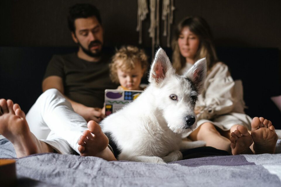 As Melhores Raças de Cães para Apartamento e Família com Crianças: Escolha o Companheiro Ideal com Segurança — melhores raças
