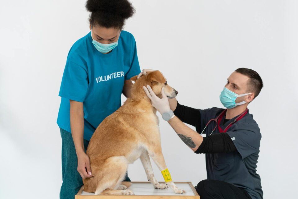 Pet Doente: Guia Essencial de Primeiros Socorros Antes da Consulta Veterinária — o que fazer quando o pet está doente antes d