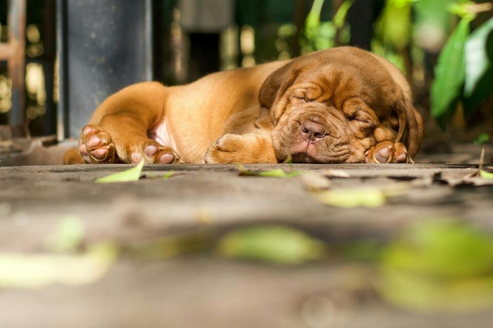 preço de filhote legítimo de mastiff italiano preto